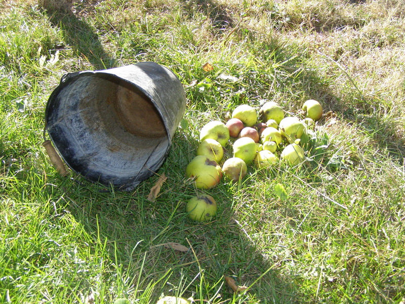 Manzanas y Caldero - Sandoval de la Reina - 14 de septiembre de 2008